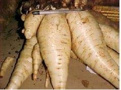 Análise Técnica e Econômica Comparativa de Sistemas de Produção de Leite e Atividades de Batata-Salsa e Maçã Cultivar Eva na Região de Canoinhas (UPR-4) - Image 14