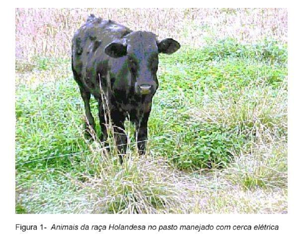 Análise Técnica e Econômica Comparativa de Sistemas de Produção de Leite e Atividades de Batata-Salsa e Maçã Cultivar Eva na Região de Canoinhas (UPR-4) - Image 3