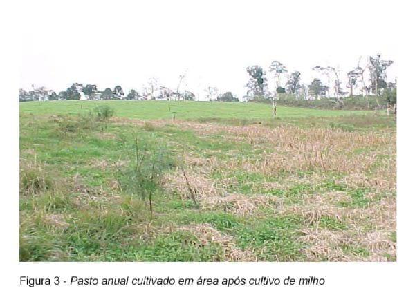Análise Técnica e Econômica Comparativa de Sistemas de Produção de Leite e Atividades de Batata-Salsa e Maçã Cultivar Eva na Região de Canoinhas (UPR-4) - Image 5