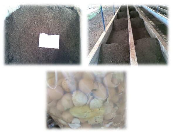 Quantificação e caracterização Química e Orgânica da Compostagem de Resíduos de Incubatório de Frango de Corte - Image 5