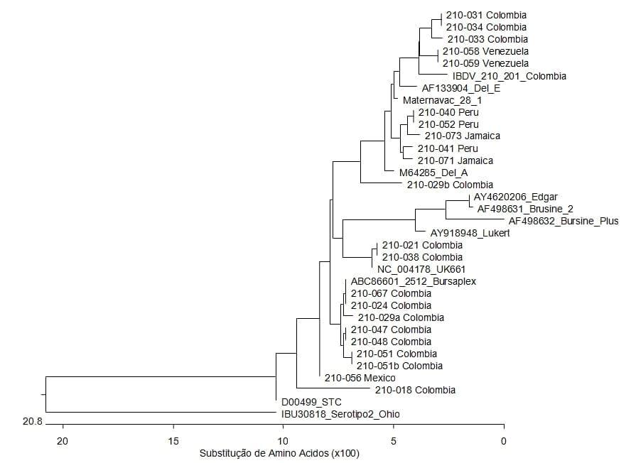Caracterização molecular do virus da doença infeciosa da bolsa de fabricio em casos de diagnóstico na América Latina em 2010 - Image 1