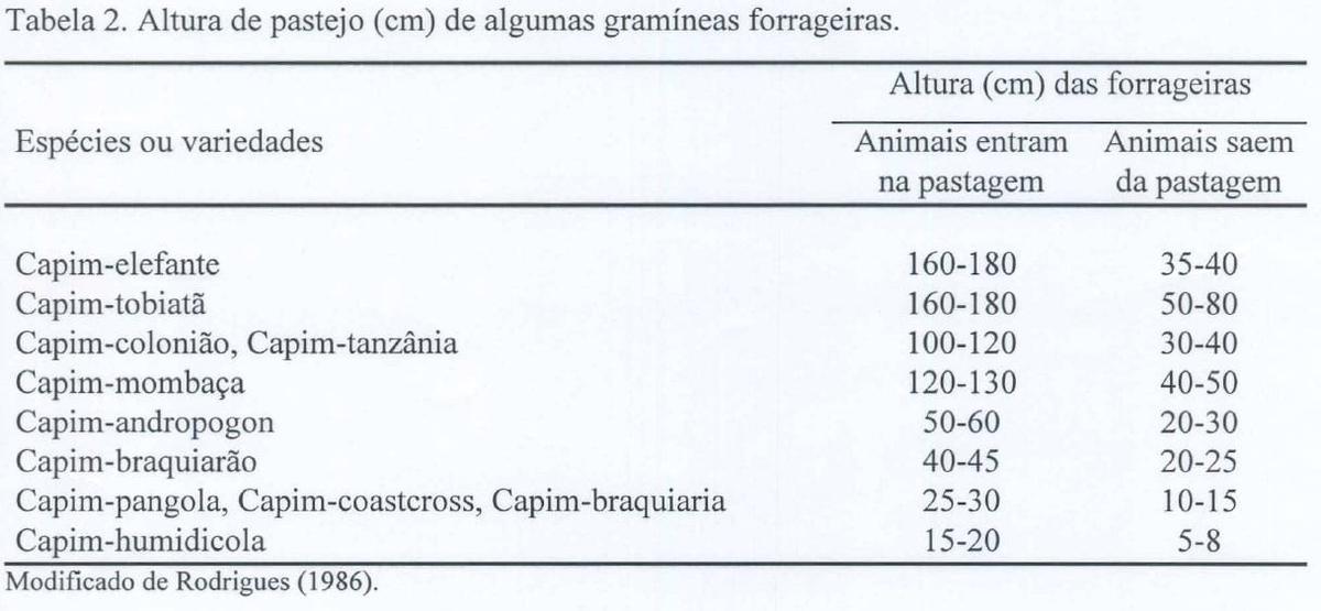 Produção intensiva de carne bovina em pastagens - Image 3