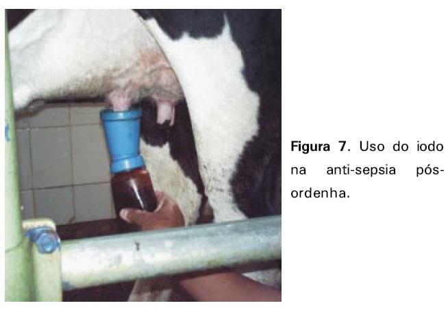 Boas práticas de ordenha - Image 12