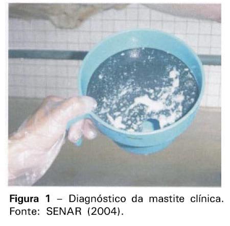 Boas práticas de ordenha - Image 3