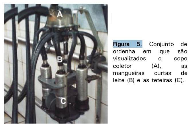 Boas práticas de ordenha - Image 9