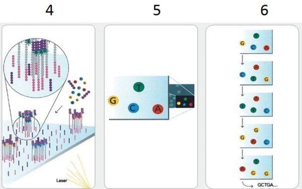 Avanços em técnicas moleculares de diagnóstico - Image 2