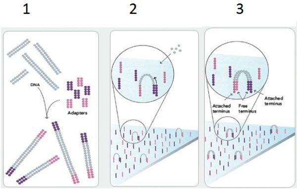 Avanços em técnicas moleculares de diagnóstico - Image 1