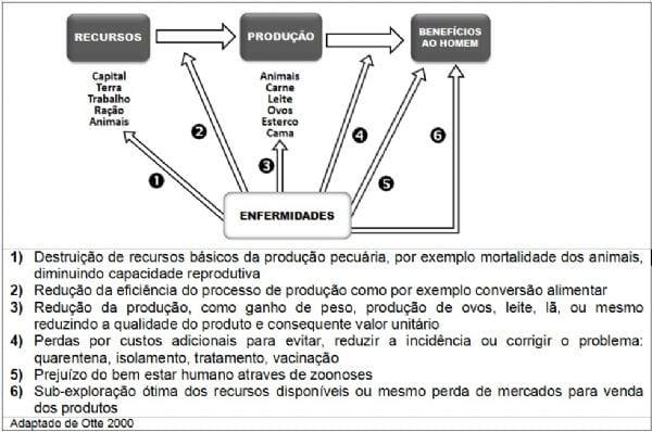 Impacto econômico da influenza aviar no setor avícola - Image 2