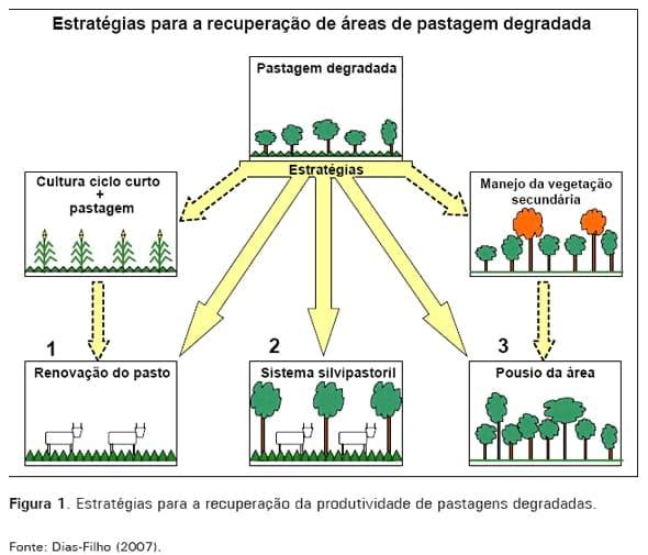 Produção de Bovinos a Pasto na Fronteira Agrícola - Image 3