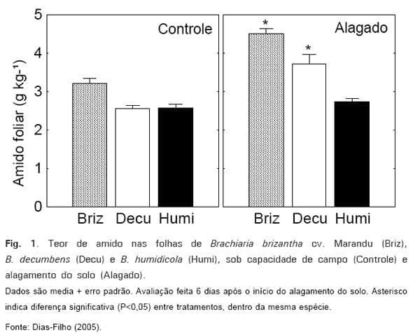 Respostas Morfofisiológicas de spp. ao Alagamento do Solo e a Síndrome da Morte do Capim-marandu Brachiaria - Image 1
