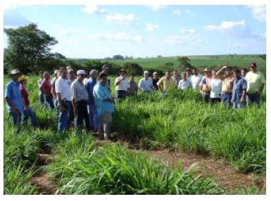 Tecnologias da Embrapa Pecuária Sudeste para agricultura familia - Image 1