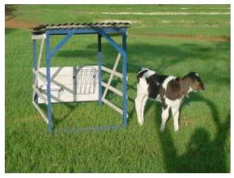 Tecnologias da Embrapa Pecuária Sudeste para agricultura familia - Image 5