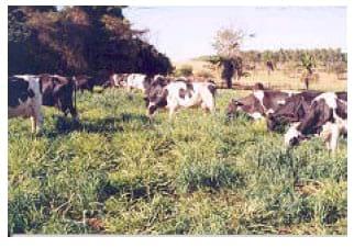 Tecnologias da Embrapa Pecuária Sudeste para agricultura familia - Image 3