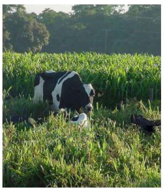 Tecnologias da Embrapa Pecuária Sudeste para agricultura familia - Image 2