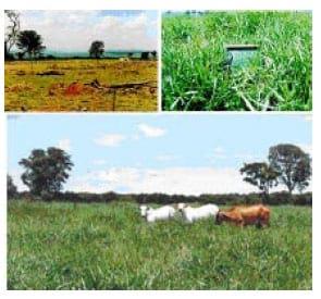Tecnologias da Embrapa Pecuária Sudeste para agricultura familia - Image 8