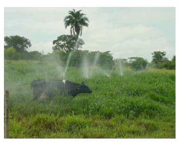 Tecnologias da Embrapa Pecuária Sudeste para agricultura familia - Image 9