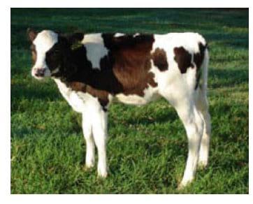 Tecnologias da Embrapa Pecuária Sudeste para agricultura familia - Image 10