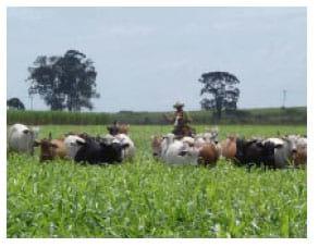 Tecnologias da Embrapa Pecuária Sudeste para agricultura familia - Image 7