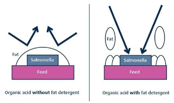 Controle de Salmonela em Unidades de Beneficiamento de Insumos Agrícolas - Image 6