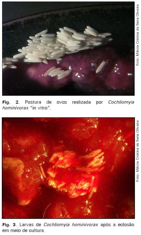 Manutenção de culturas in vitro da mosca da bicheira, Cochliomyia hominivorax - Image 2
