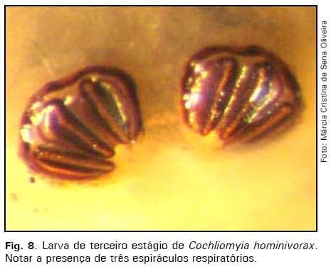 Manutenção de culturas in vitro da mosca da bicheira, Cochliomyia hominivorax - Image 5