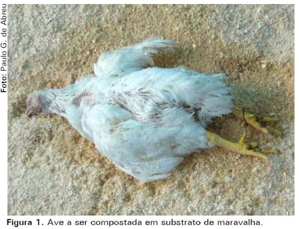 Casca de arroz e palhada da soja como substrato para compostagem de carcaças de frangos de corte - Image 1