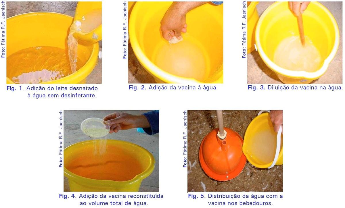 Boas práticas na vacinação de aves via água de beber - Image 1