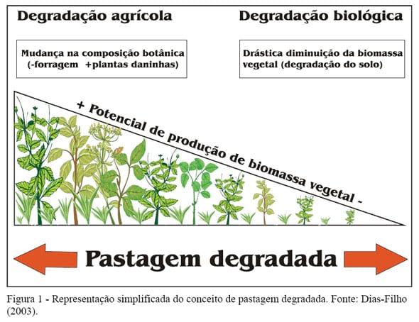 Competição e Sucessão Vegetal em Pastagens - Image 1