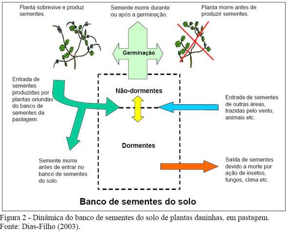 Competição e Sucessão Vegetal em Pastagens - Image 2
