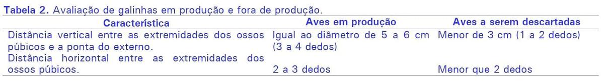 Identificação e descarte de poedeiras improdutivas - Image 3