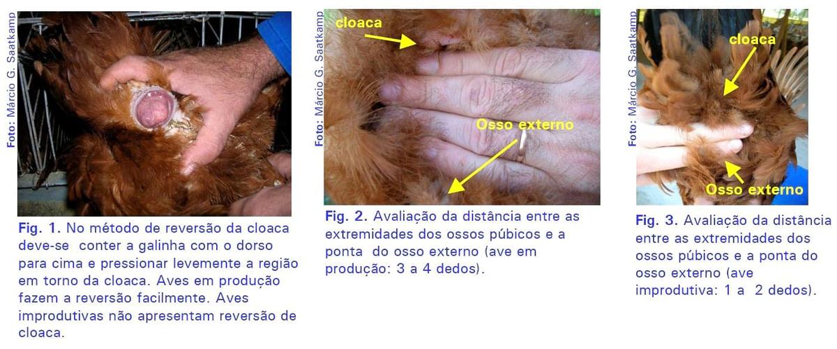 Identificação e descarte de poedeiras improdutivas - Image 5