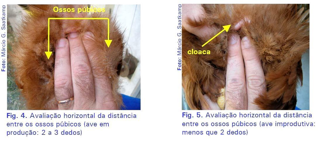 Identificação e descarte de poedeiras improdutivas - Image 7