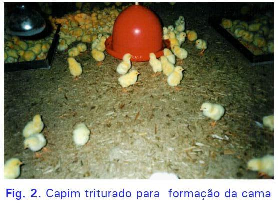 Preparo e utilização de capins e palhadas como substrato para cama na avicultura alternativa - Image 2