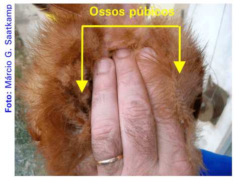 Identificação e descarte de poedeiras improdutivas - Image 6