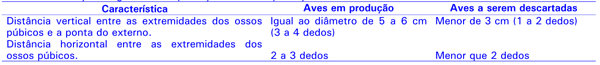 Identificação e descarte de poedeiras improdutivas - Image 2