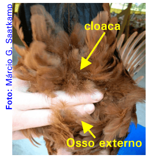 Identificação e descarte de poedeiras improdutivas - Image 5