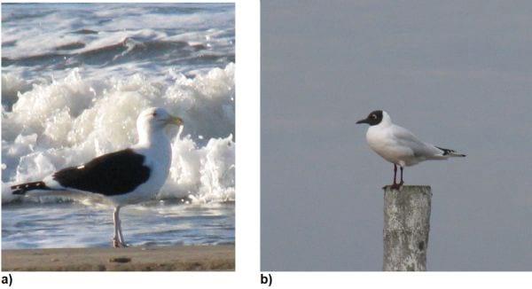 Enquete virológica preliminar sobre influenza aviária e paramixovírus em gaivotas da costa de Pinamar, Argentina - Image 1