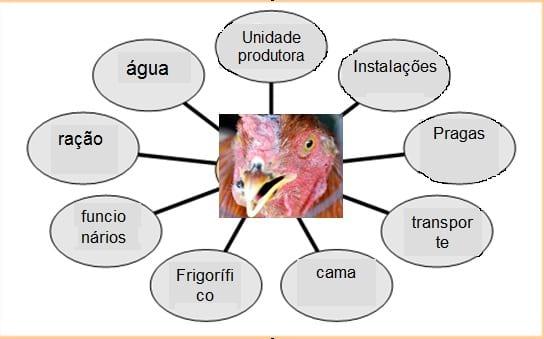 Controle de Salmonella em Integradoras - Image 3