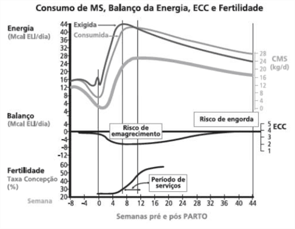 Por que a qualidade da forrageira é fundamental na dieta da vaca leiteira? - Image 10
