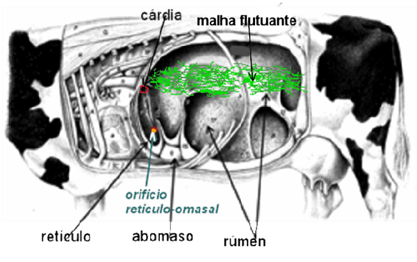 Por que a qualidade da forrageira é fundamental na dieta da vaca leiteira? - Image 6