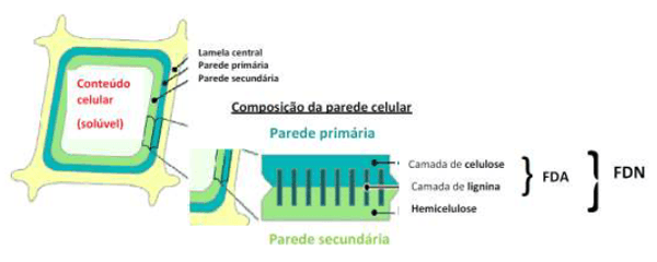 Por que a qualidade da forrageira é fundamental na dieta da vaca leiteira? - Image 1