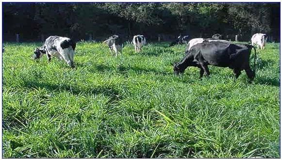 Recomendação da sobressemeadura de aveia forrageira em pastagens tropicais ou subtropicais irrigadas - Image 6