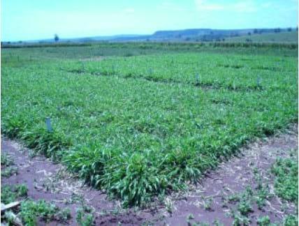 Produção de forragem e qualidade de Brachiaria brizantha cv. Marandu com Azospirillum brasilense e fertilizada com nitrogênio - Image 1