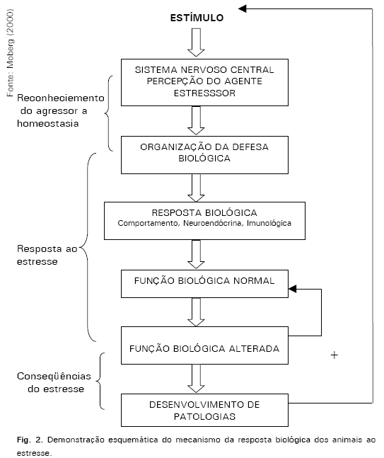 O Estresse no Manejo Pré-Abate e na Qualidade da Carne Suína - Image 2