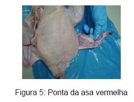 Bem-estar no manejo pré-abate das aves - Image 7