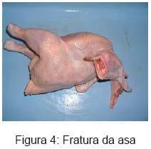 Bem-estar no manejo pré-abate das aves - Image 6