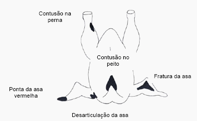 Bem-estar no manejo pré-abate das aves - Image 5