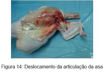 Bem-estar no manejo pré-abate das aves - Image 18