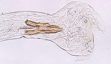Epidemologia das verminoses - Image 2