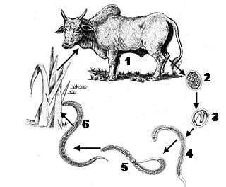 Epidemologia das verminoses - Image 7